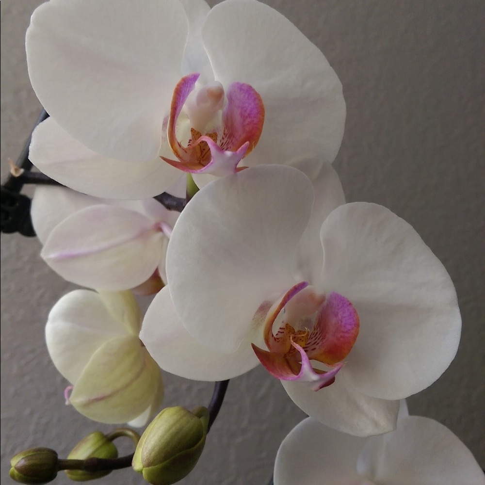 Meet your Posher, Yana